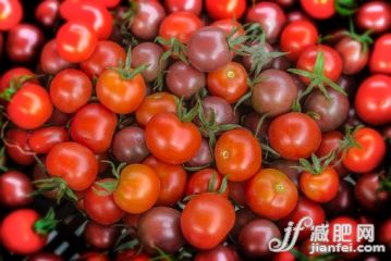 农业,水果,樱桃,西红柿,有机食品_567733047_Organic red and black cherry tomatoes_创意图片_Getty Images China